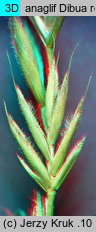 Festuca trachyphylla (kostrzewa murawowa)