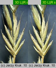 Festuca trachyphylla (kostrzewa murawowa)