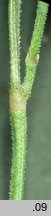 Festuca unifaria (kostrzewa sitowata)