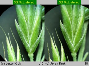 Festuca pseudodalmatica (kostrzewa nibydalmacka)