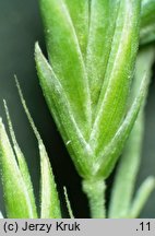 Festuca pseudodalmatica (kostrzewa nibydalmacka)