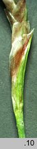 Carex pallens (turzyca bladozielona)