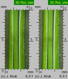 Festuca psammophila (kostrzewa piaskowa)