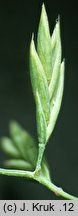 Festuca psammophila (kostrzewa piaskowa)