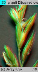 Festuca tenuifolia (kostrzewa nitkowata)