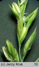 Festuca tenuifolia (kostrzewa nitkowata)