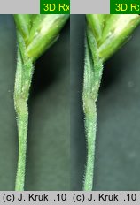 Festuca tenuifolia (kostrzewa nitkowata)