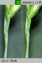 Festuca tenuifolia (kostrzewa nitkowata)