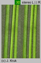 Festuca tenuifolia (kostrzewa nitkowata)