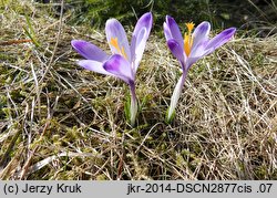 Crocus scepusiensis (krokus spiski)