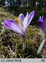 Crocus scepusiensis (krokus spiski)