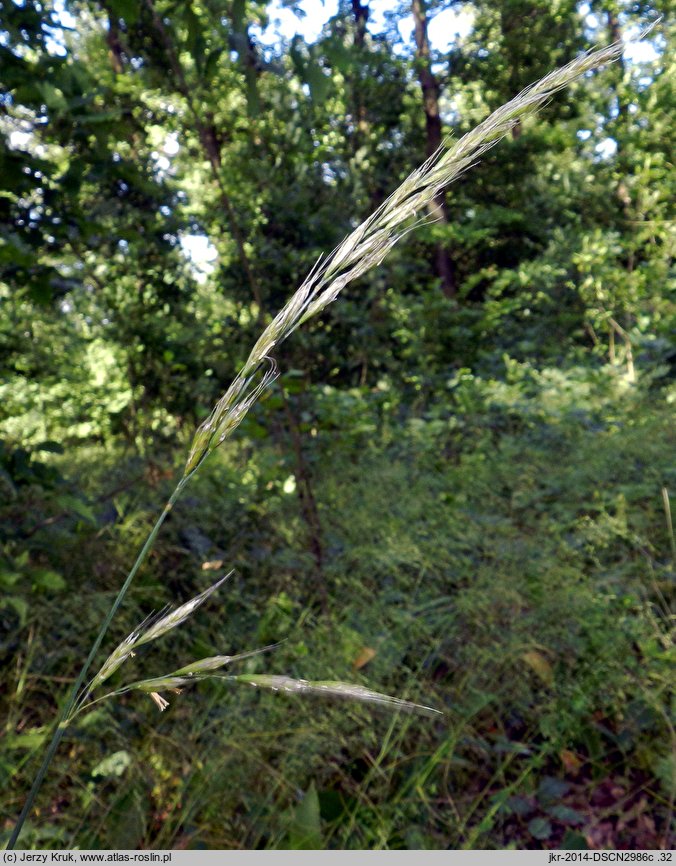 Helictochloa planiculmis (owsica spłaszczona)