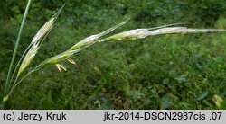 Helictochloa planiculmis (owsica spłaszczona)