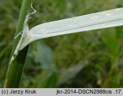 Helictochloa planiculmis (owsica spłaszczona)