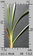 Helictochloa planiculmis (owsica spłaszczona)