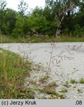 Agrostis gigantea (mietlica olbrzymia)