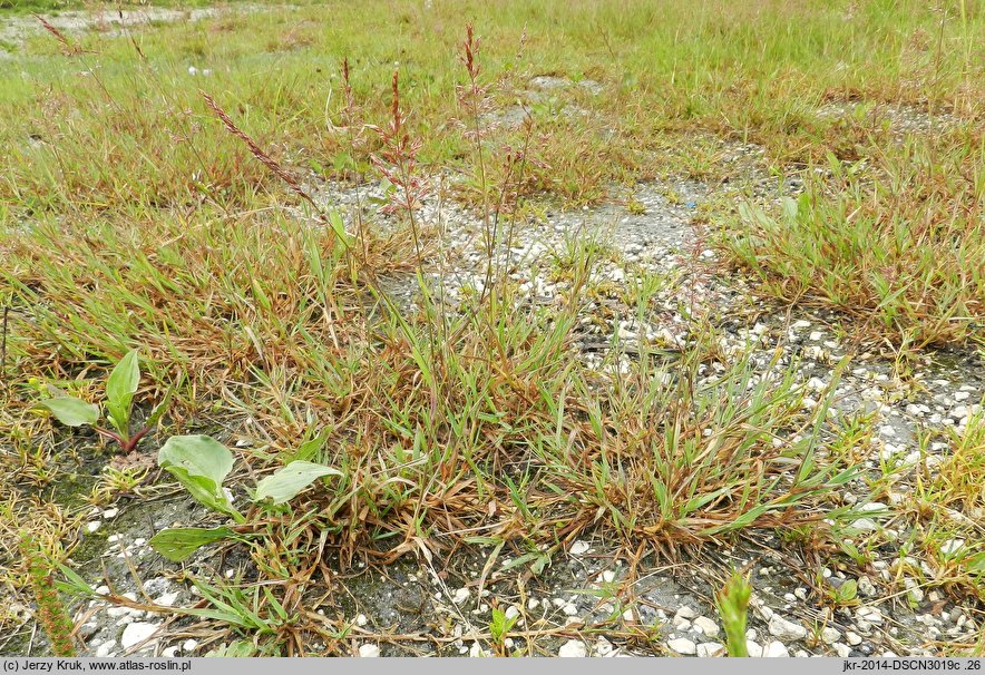 Agrostis stolonifera (mietlica rozłogowa)