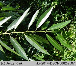 Salix triandra ssp. discolor (wierzba migdałowa)