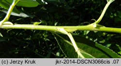 Salix triandra ssp. discolor (wierzba migdałowa)