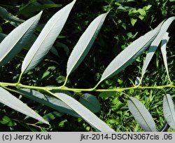 Salix triandra ssp. discolor (wierzba migdałowa)