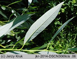 Salix triandra ssp. discolor (wierzba migdałowa)