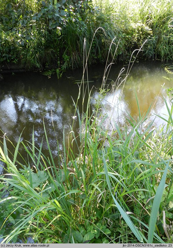 Trisetum sibiricum (konietlica syberyjska)