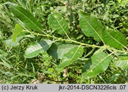 Salix myrsinifolia (wierzba czarniawa)