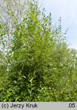 Salix myrsinifolia (wierzba czarniawa)