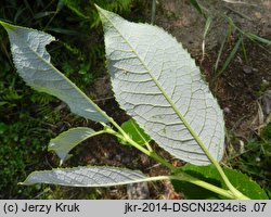 Salix myrsinifolia (wierzba czarniawa)