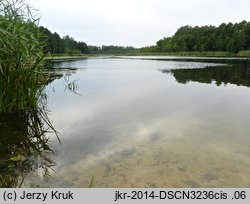 Hydrilla verticillata (przesiąkra okółkowa)