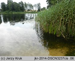 Hydrilla verticillata (przesiąkra okółkowa)