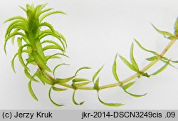 Hydrilla verticillata (przesiąkra okółkowa)