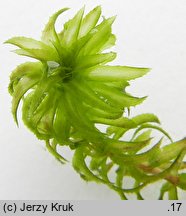 Hydrilla verticillata (przesiąkra okółkowa)