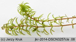 Hydrilla verticillata (przesiąkra okółkowa)