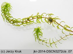 Hydrilla verticillata (przesiąkra okółkowa)