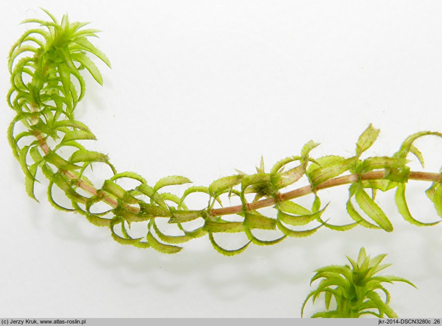 Hydrilla verticillata (przesiąkra okółkowa)