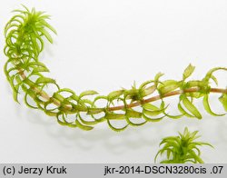 Hydrilla verticillata (przesiąkra okółkowa)