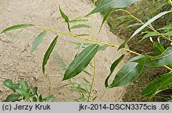 Salix daphnoides (wierzba wawrzynkowa)