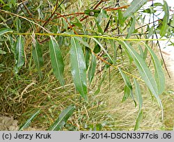 Salix daphnoides (wierzba wawrzynkowa)