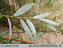 Salix daphnoides (wierzba wawrzynkowa)