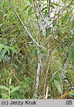 Salix daphnoides (wierzba wawrzynkowa)