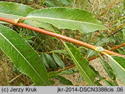 Salix daphnoides (wierzba wawrzynkowa)