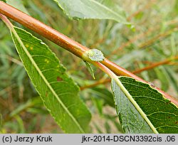 Salix daphnoides (wierzba wawrzynkowa)