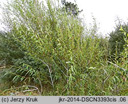 Salix daphnoides (wierzba wawrzynkowa)