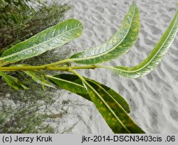 Salix acutifolia (wierzba ostrolistna)