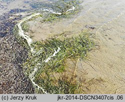 Zostera marina (zostera morska)