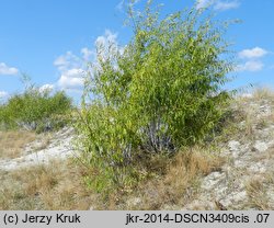 Salix acutifolia (wierzba ostrolistna)