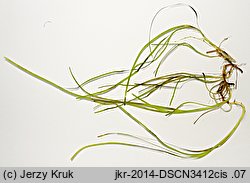 Zostera marina (zostera morska)