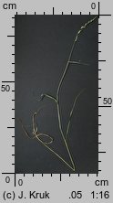 Trisetum sibiricum (konietlica syberyjska)