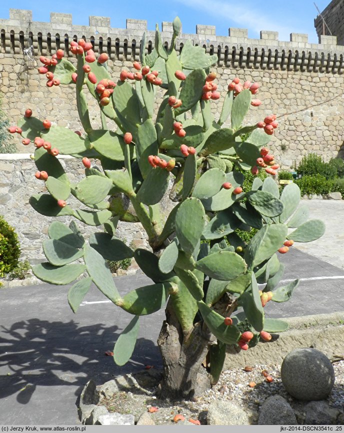 Opuntia ficus-indica (opuncja figowa)